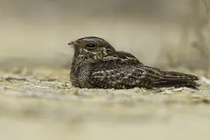 Madagascar Bird Prints: Madagascar Nightjar