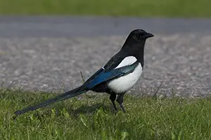 European Magpie Prints: Magpie