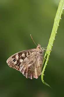 Speckled Wood Butterfly Prints: manual updated