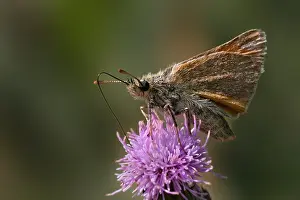 Small Skipper Butterfly Prints: manual updated