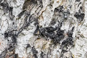 Images Dated 16th June 2019: Marco Print of Philodromus Sp. Insect, Baikal Russia