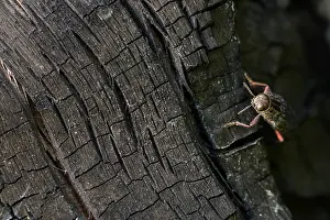 Russian Wildlife Prints: Marco image of an insect