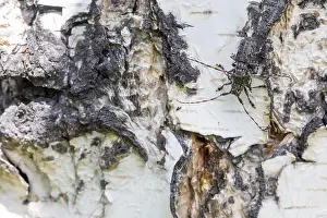 Images Dated 16th June 2019: Marco Print of Mesosa myops Imago
