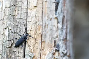 Images Dated 18th July 2019: Ropalopus clavipes Print - Grosser Ahornbock Imago