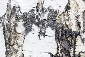 Images Dated 16th June 2019: Marco Print of Mesosa myops Imago