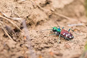 Asia Nature Photography Prints: Marco image of an insect