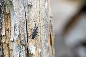 Images Dated 18th July 2019: Ropalopus clavipes Print - Insect Image