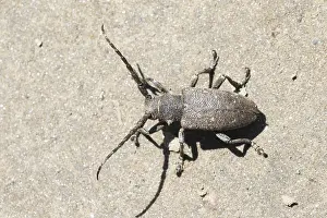 Asia Wildlife Images Prints: Marco image of an insect