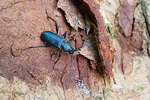 Images Dated 22nd June 2013: Marco Print of Callidium violaceum Imago
