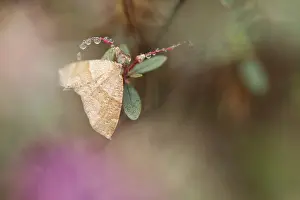 Russian Wildlife Prints: Marco image of an insect