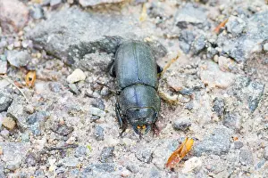 Images Dated 3rd May 2012: Marco's Print of Lesser Stag Beetle Imago