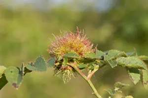 Print of Rose Bedeguar Gall