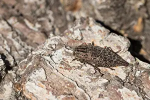 Russian Wildlife Images Prints: Marco image of an insect