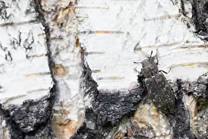 Asian Wildlife Prints: Marco image of an insect