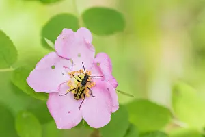 Russian Nature Photography Prints: Marco image of an insect