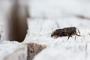 Marco image of an insect