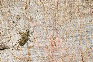 Images Dated 2nd May 2019: Rhagium mordax Print - Black-spotted Longhorn Beetle Image