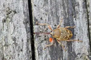 German Wildlife Fauna Images Prints: Marco image of an insect