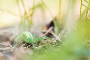 Russian Nature Photography Prints: Marco image of an insect