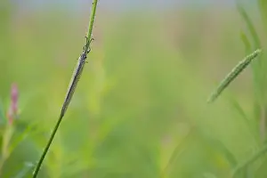 Marco's Antlion Lacewing Print, Russia (Baikal)
