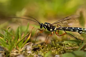 Framed Print : Marco's Print of Giant Ichneumon Imago Framed Print : Marco's Print of Giant Ichneumon Imago