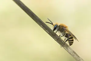 Wildlife Fauna Europe Prints: Marco image of an insect