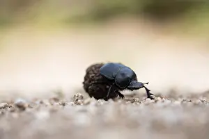 European Scarab Beetle Prints: Marco image of an insect