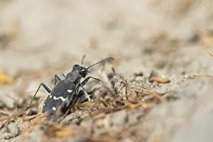 Images Dated 30th May 2017: Wood Tiger Beetle Print - Cicindela sylvatica Imago