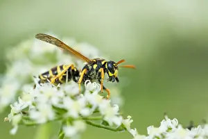European Insect Images Prints: Marco image of an insect