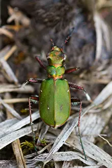 Cicindela campestris Print - Green Tiger Beetle Image
