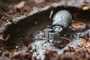 Biodiversity In Europe Prints: Marco image of an insect