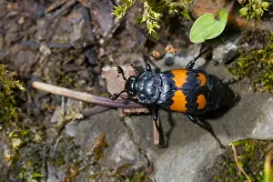 German Wildlife Photography Nature Prints: Marco image of an insect