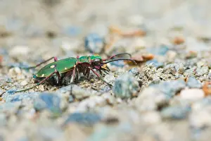 Green Tiger Beetle Prints: Marco image of an insect