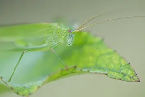 German Wildlife Fauna Images Prints: Marco image of an insect