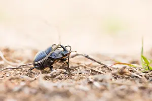 April Prints: Marco's Print of a Spanischer Mondhornkäfer Insect