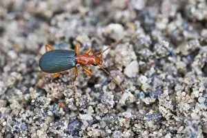 Brachinus crepitans Print - Insect Image