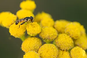 European Hoverfly Species Prints: Marco image of an insect