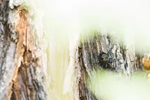 Lepidoptera Species Prints: Marco image of an insect