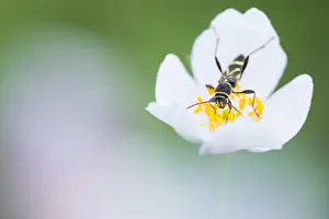 Russian Wildlife Images Prints: Marco image of an insect