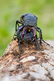 Wildlife Photography Germany Nature Prints: Marco image of an insect