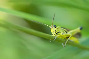 European Grasshopper Species Prints: Marco image of an insect