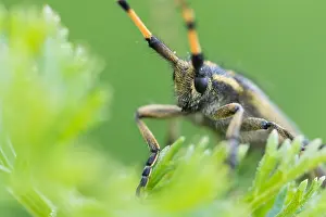 Agapanthia detrita Print, Kyrgyzstan Insect Image