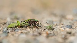 Marcos Green Tiger Beetle Print