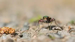 Green Tiger Beetle Prints: Marco image of an insect