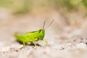 European Grasshopper Species Prints: Marco image of an insect