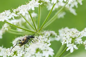 Nature Fauna Photos Prints: Marco image of an insect