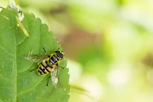 Nature Photography Wildlife Prints: Marco image of an insect
