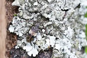 Germany Wildlife Fauna Prints: Marco image of an insect