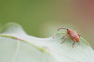 Germany Wildlife Fauna Prints: Marco image of an insect