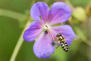 Wildlife Insects Prints: Marco image of an insect